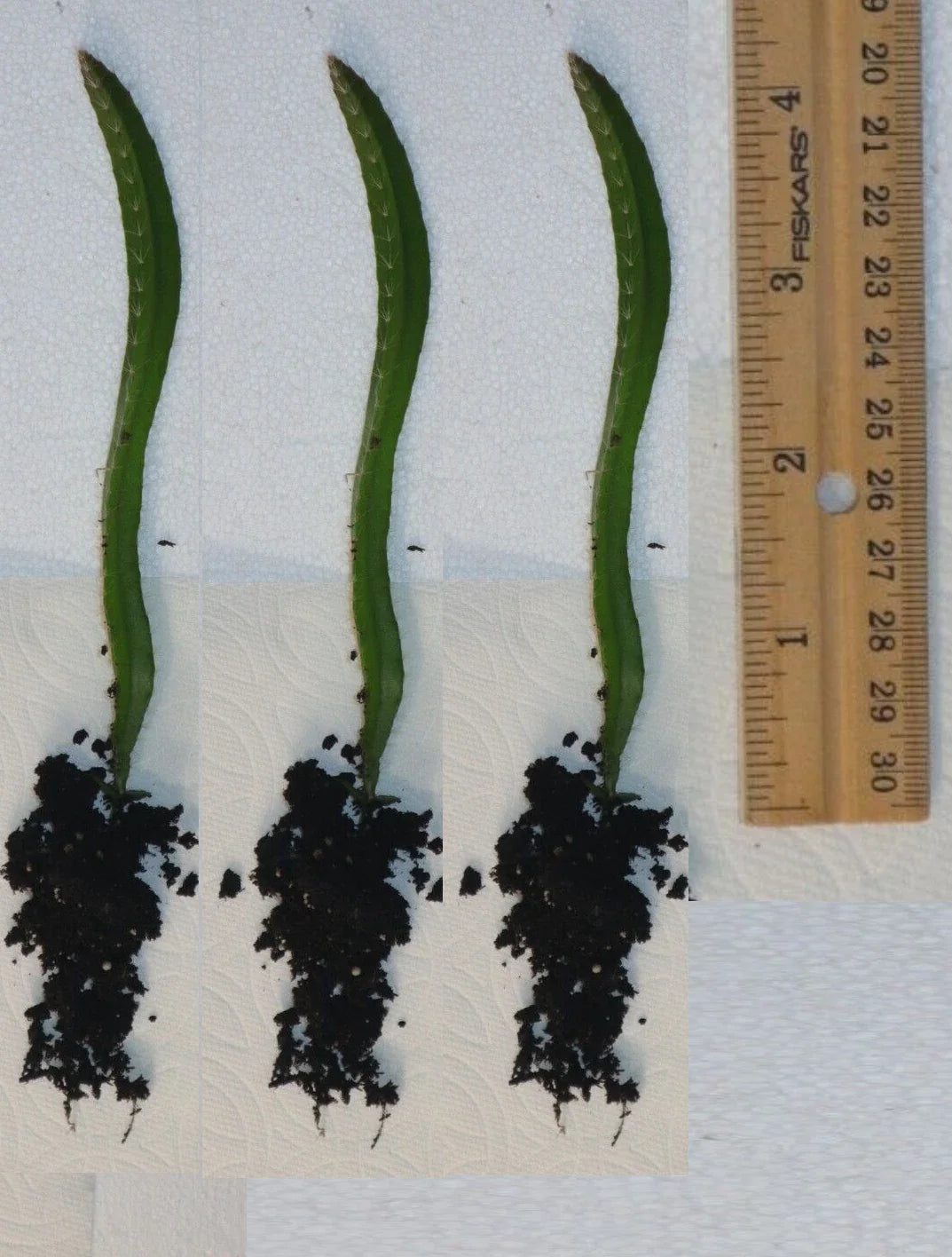Rooted Yellow Dragon Fruit Seedlings - Cactus - 4 Inch - Hylocereus undatus