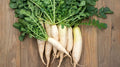 White Icicle Radish Seeds - 500+ Count for Garden Planting - Raphanus sativus - USA Grown, Non-GMO