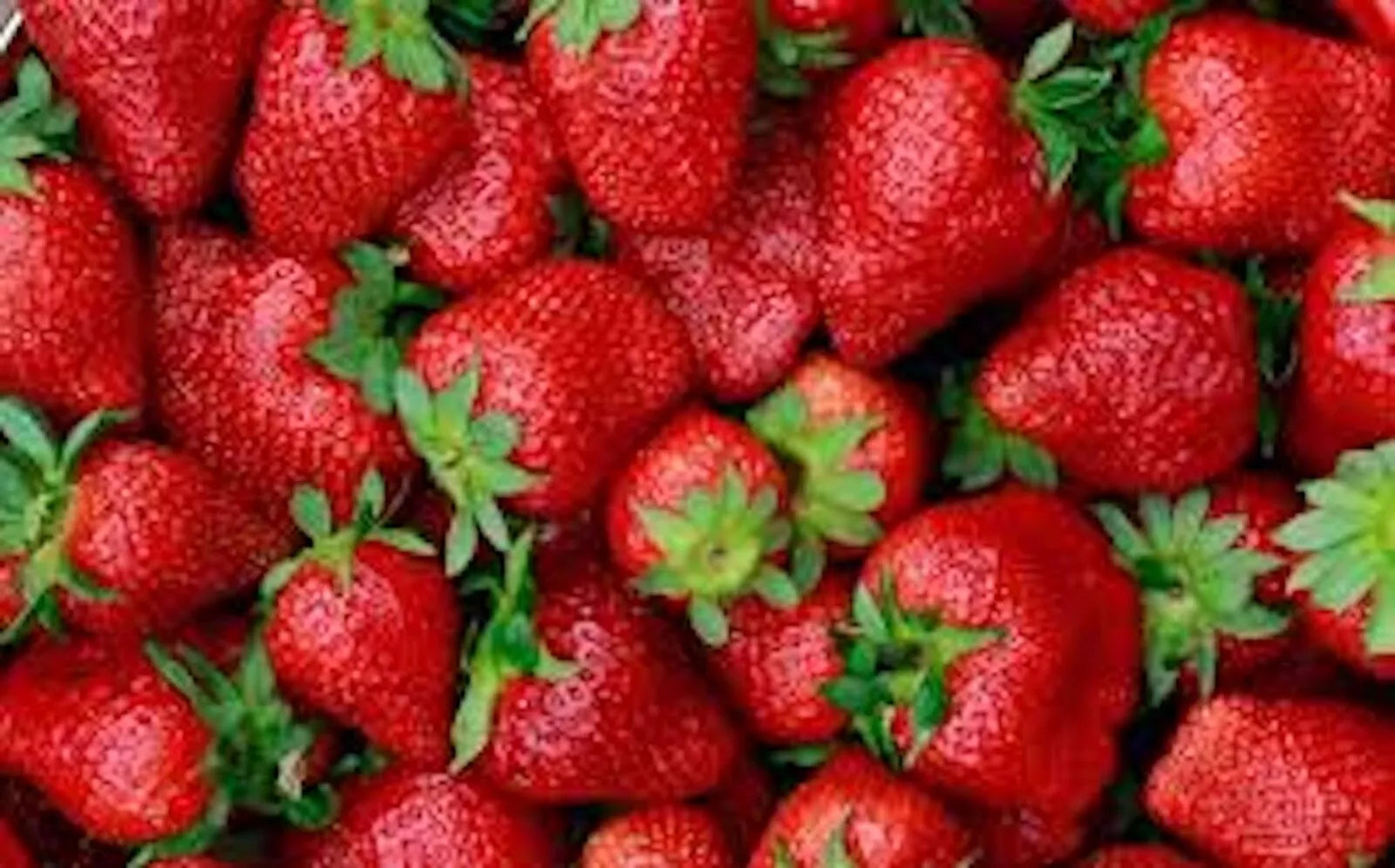 5 Strawberry Plants Junebearing Tennessee Beauty Perennial Fruit Plant (Fragaria × ananassa) - Large Sweet Berries