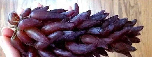 Grape Vines Cuttings - "Witch Fingers" Variety - 2 Healthy Cuttings - Vitis vinifera