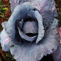 Cabbage Seeds 500 Count, Red Acre Heirloom, Non-GMO Cabbage (Brassica oleracea)