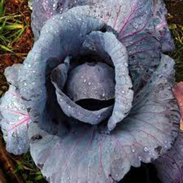 Cabbage Seeds 500 Count, Red Acre Heirloom, Non-GMO Cabbage (Brassica oleracea)