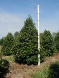 Oak Leaf™ Holly Plant - Evergreen Shrub - Ilex x 'Oak Leaf' - Hardy Landscape Foliage - Low Maintenance Garden Choice