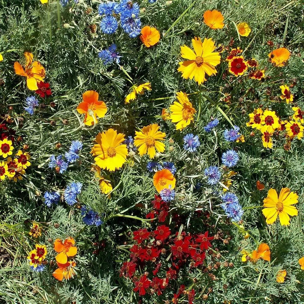 Gulf Coast Wildflower Seed Mix, 24 Species, Assorted Packets, Native Plants for Texas, Wildflowers, Eco-Friendly Gardening
