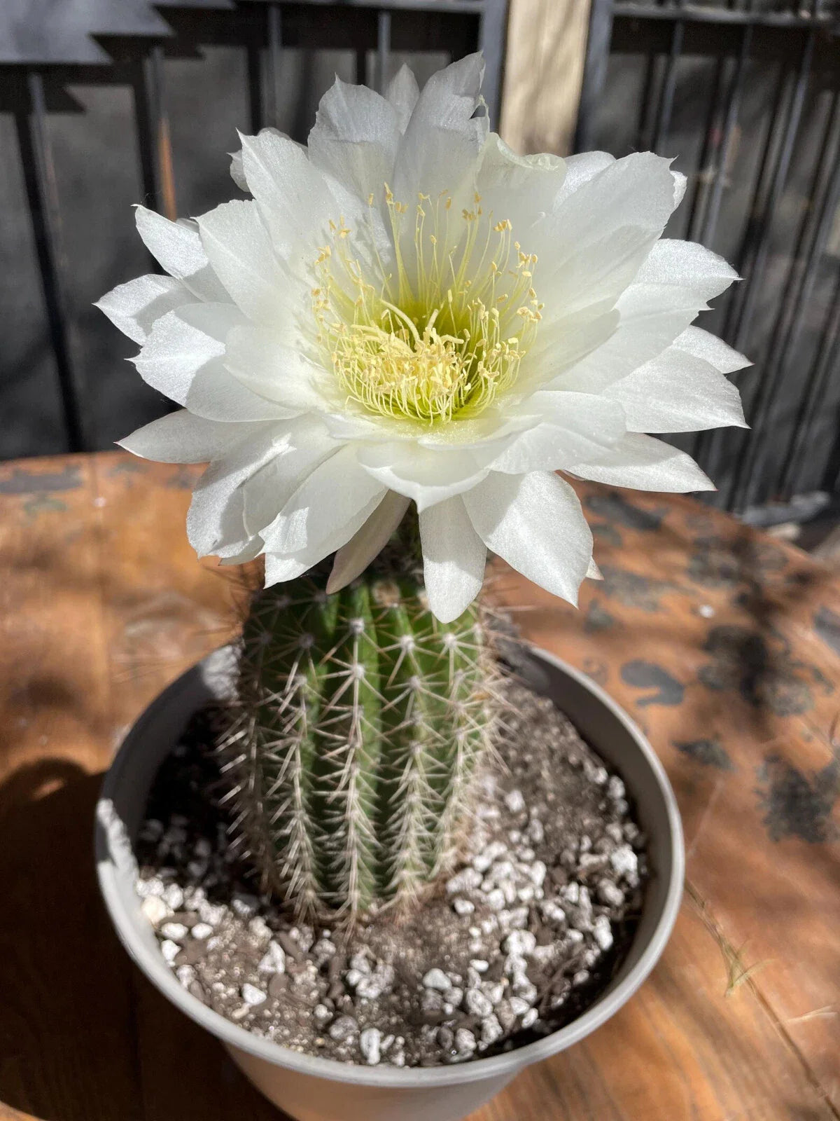 Large Tricocereus Grandiflorus 8" Plant with 5" Red Flowers - Beautiful Cactus for Indoor or Outdoor Garden Decor