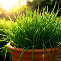 Chives Seeds - 1000 Non-GMO Green Onion Seeds, Perennial Herb for Garden, Allium schoenoprasum, Free Shipping