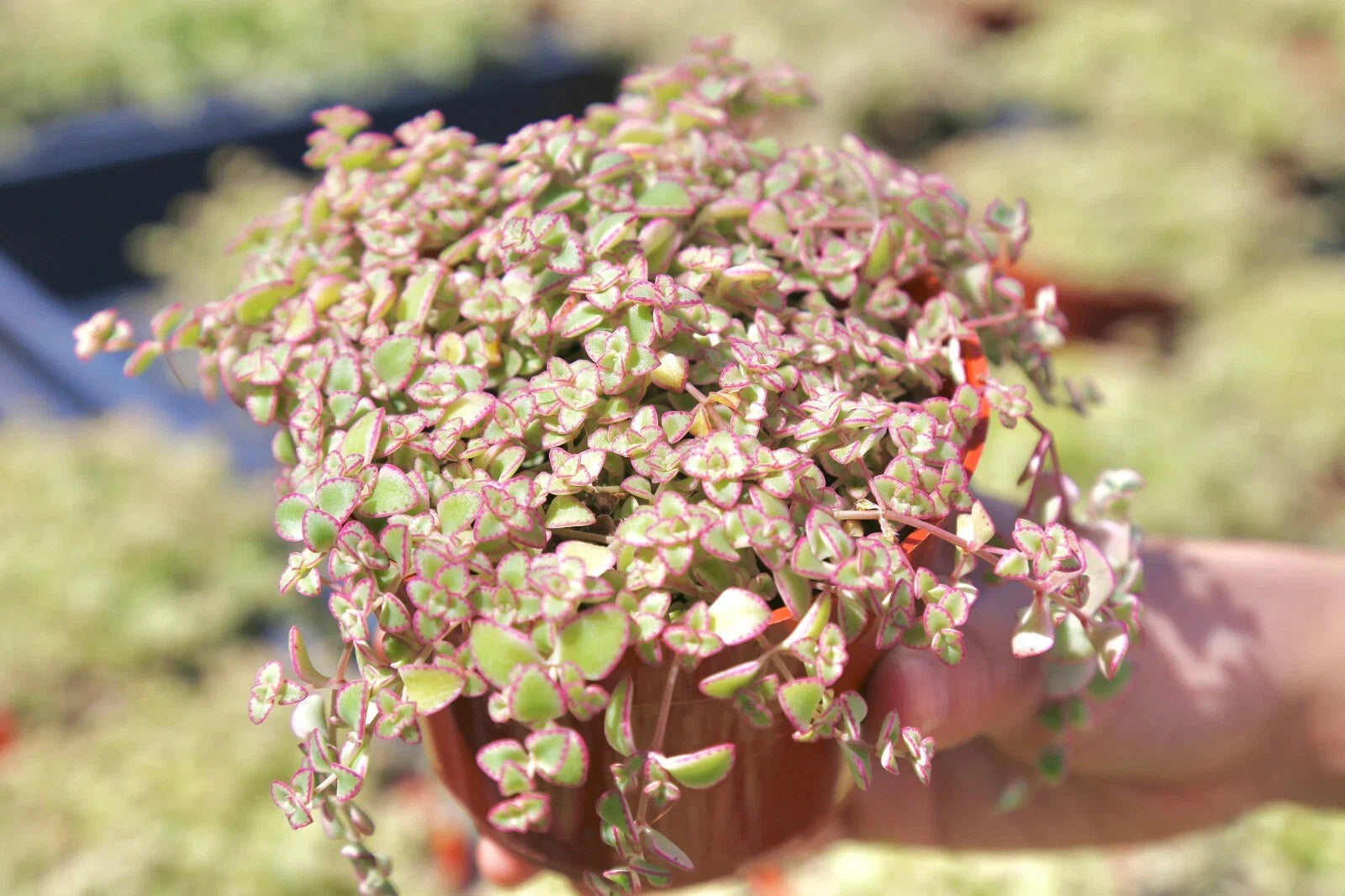 Sedum Little Missy Petite Bicolor Live Succulent Ground Cover Plant in 4" Pot - Drought Tolerant Ground Cover Plant