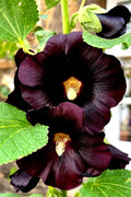 Giant Black Hollyhock Seeds - 50 Count - Hardy Perennial - Easy to Grow - Alcea rosea - USA Seller
