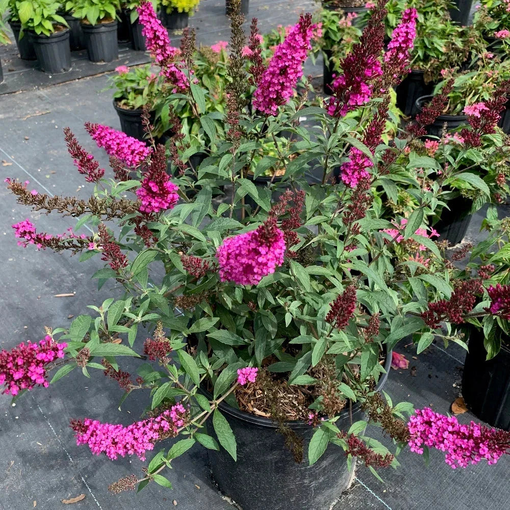 Raspberry Buddleia Starter Plant 2–4” | Butterfly Bush | Buddleja davidii