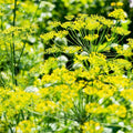 Mammoth Long Island Dill Seeds | 100+ Heirloom Non-GMO Fresh Garden Seeds | Anethum graveolens