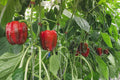 Sweet Red Girl Bell Pepper Seeds - 500 Count - Capsicum annuum - Non-GMO, Heirloom Variety, Ideal for Home Gardening