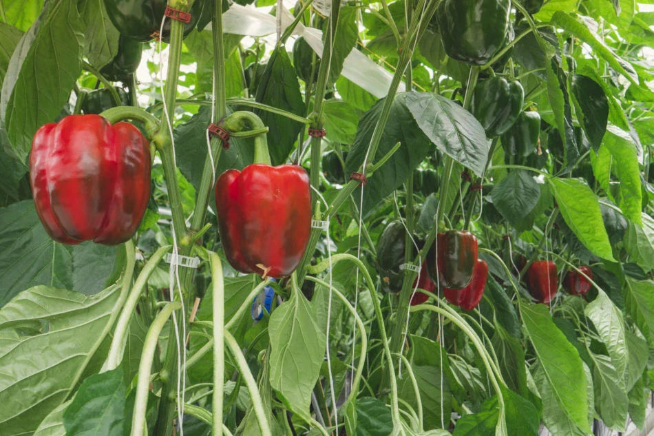 Sweet Red Girl Bell Pepper Seeds - 500 Count - Capsicum annuum - Non-GMO, Heirloom Variety, Ideal for Home Gardening
