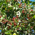 Midwest Crabapple Tree 1 Rooted Plant Small Red Fruit Malus baccata var. mandshurica Zones 4-8 Wildlife Pollinator