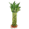 Lucky Bamboo Tornado Plant - Live Indoor Plant - Ships Bare Root - Dracaena sanderiana - Approx 10 Inch