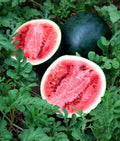 Sugar Baby Watermelon Seeds - 25 Non-GMO Seeds | Sweet Watermelon Variety | Citrullus lanatus