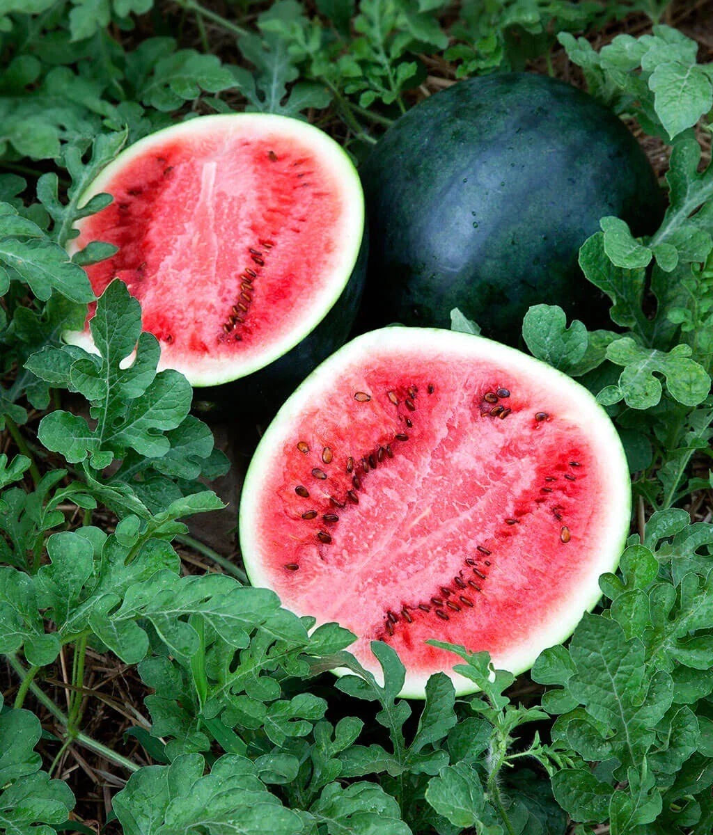 Sugar Baby Watermelon Seeds - 25 Non-GMO Seeds | Sweet Watermelon Variety | Citrullus lanatus