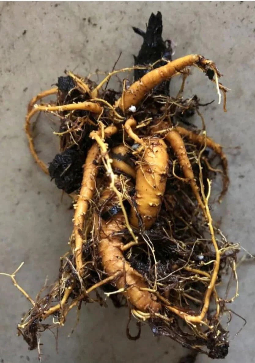 Victoria Rhubarb Crown Division Live Bare Root Plant - Rheum x hybridum