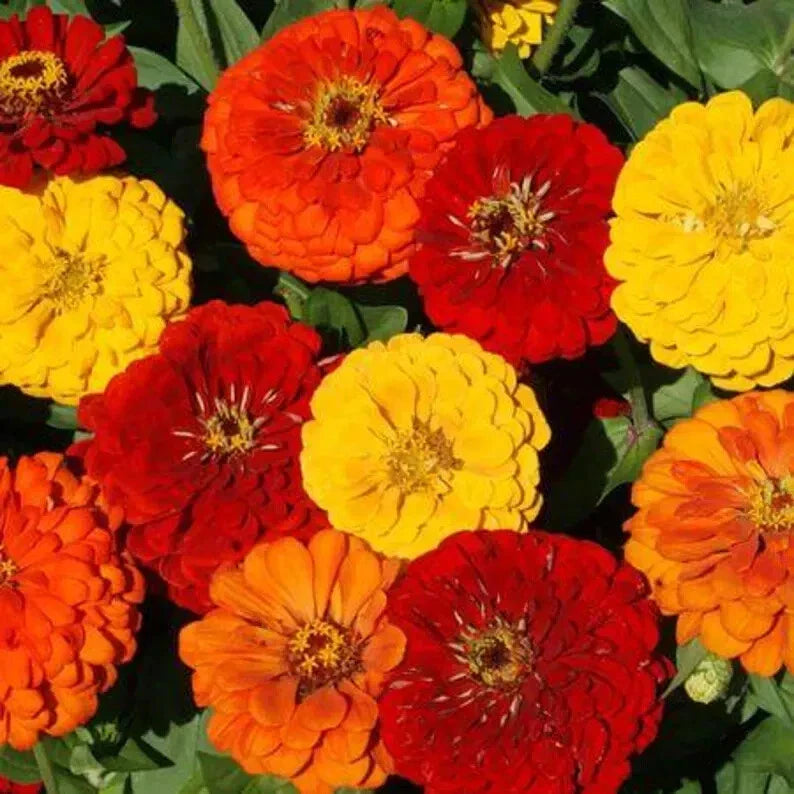 Lava Lamp Zinnia Mix Seeds - 100 Organic Seeds - Colorful Annual Flowers - USA Grown
