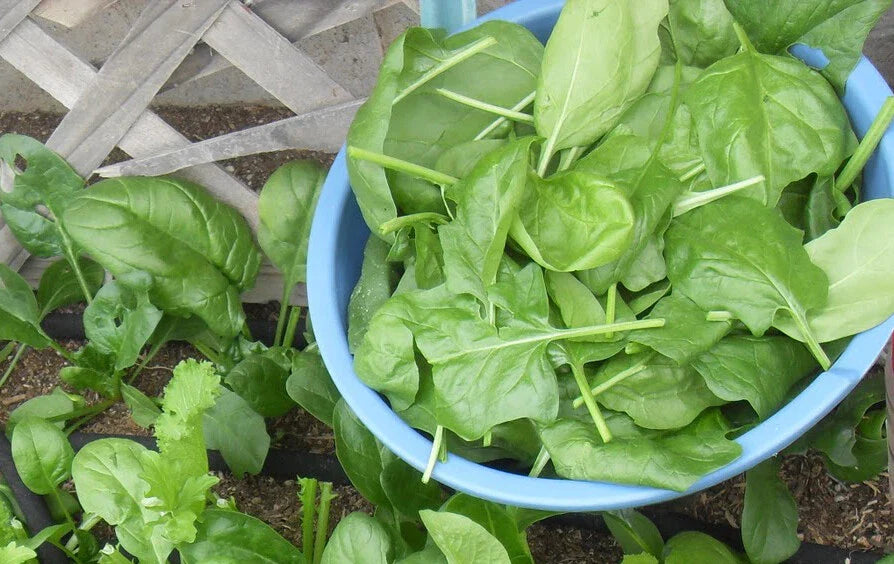 200+ Spinach Seeds Viroflay Spinach (Spinacia oleracea) Heirloom Vegetable Seeds for Home Gardening USA