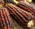 Heirloom Corn Seeds - Bloody Butcher Variety - 12 Seeds - Zea Mays Everta