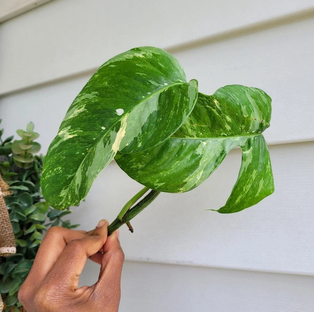 Rare Live Plant Cutting - Variegated Epipremnum Pinnatum Albo - Rooted Houseplant Cutting