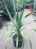 Dracaena Draco Seeds - 5 Pack - Dragon Tree Seeds - Rare Indoor Plant
