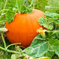 Live Pumpkin Plant Seedling – 3" Tall in 4" Pot – Easy to Grow Garden Ready – Cucurbita pepo