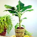 DWARF Cavendish Banana Tree 20 Seeds -  Musa acuminata - Hardy Tropical Fruit Plant