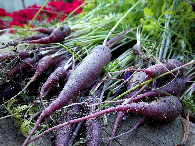 Carrot Seeds - 120 Cosmic Purple Seeds - Daucus carota - GroCo USA - Buy Any 15 Ships Free