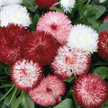 Red & White English Daisy Seeds - 200+ Count - Bellis perennis - Garden Planting - USA