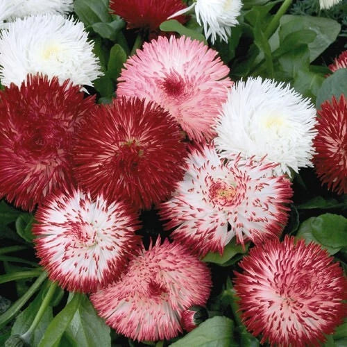 Red & White English Daisy Seeds - 200+ Count - Bellis perennis - Garden Planting - USA