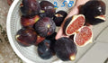 Italian 258 Cutting Plant - Not Rooted - Tomato Variety (Solanum lycopersicum)