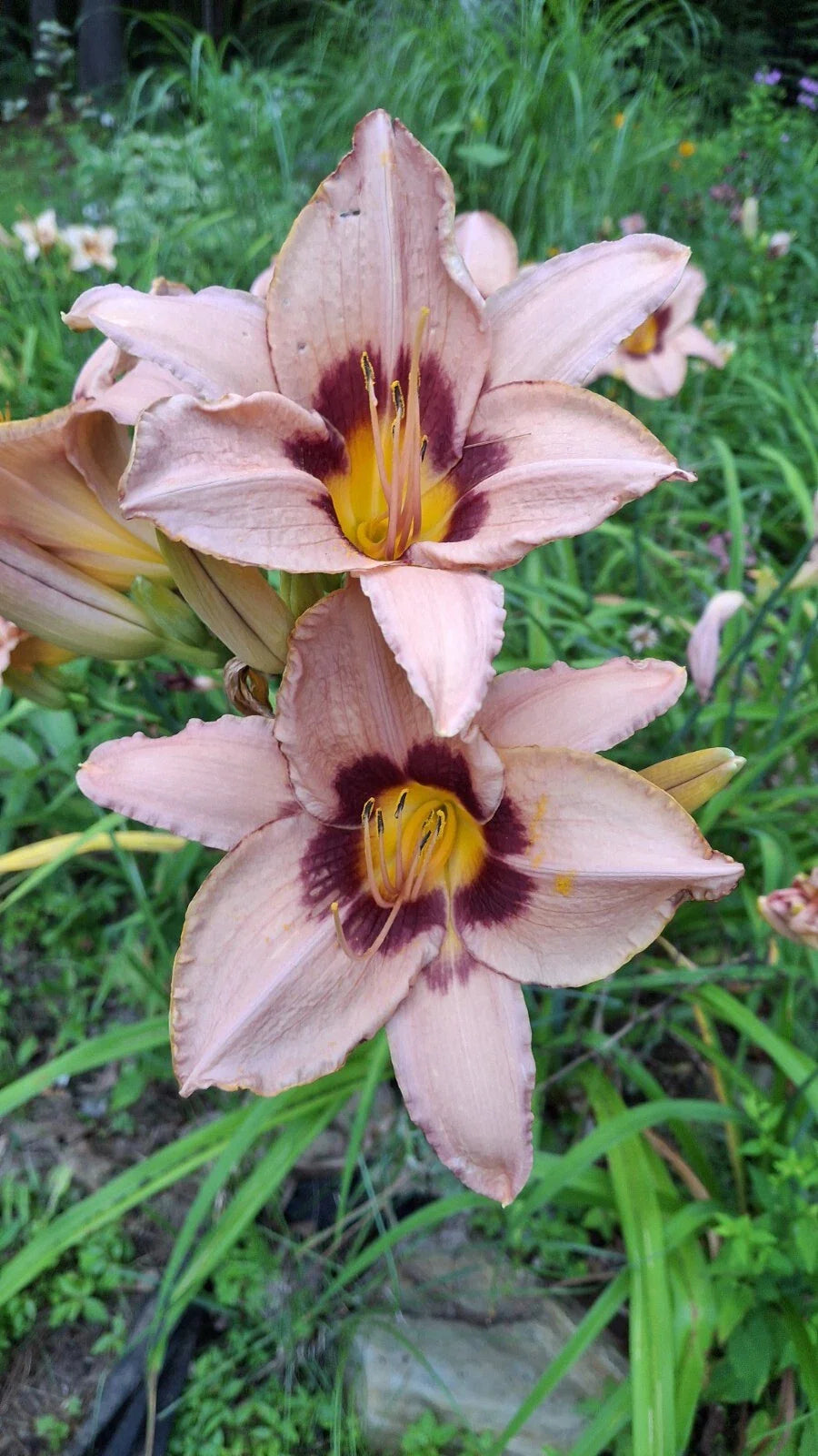 Daylily Starter Plant Bare Root - Hemerocallis 'Classic Caper' - Perennial Flowering Plant for Gardens
