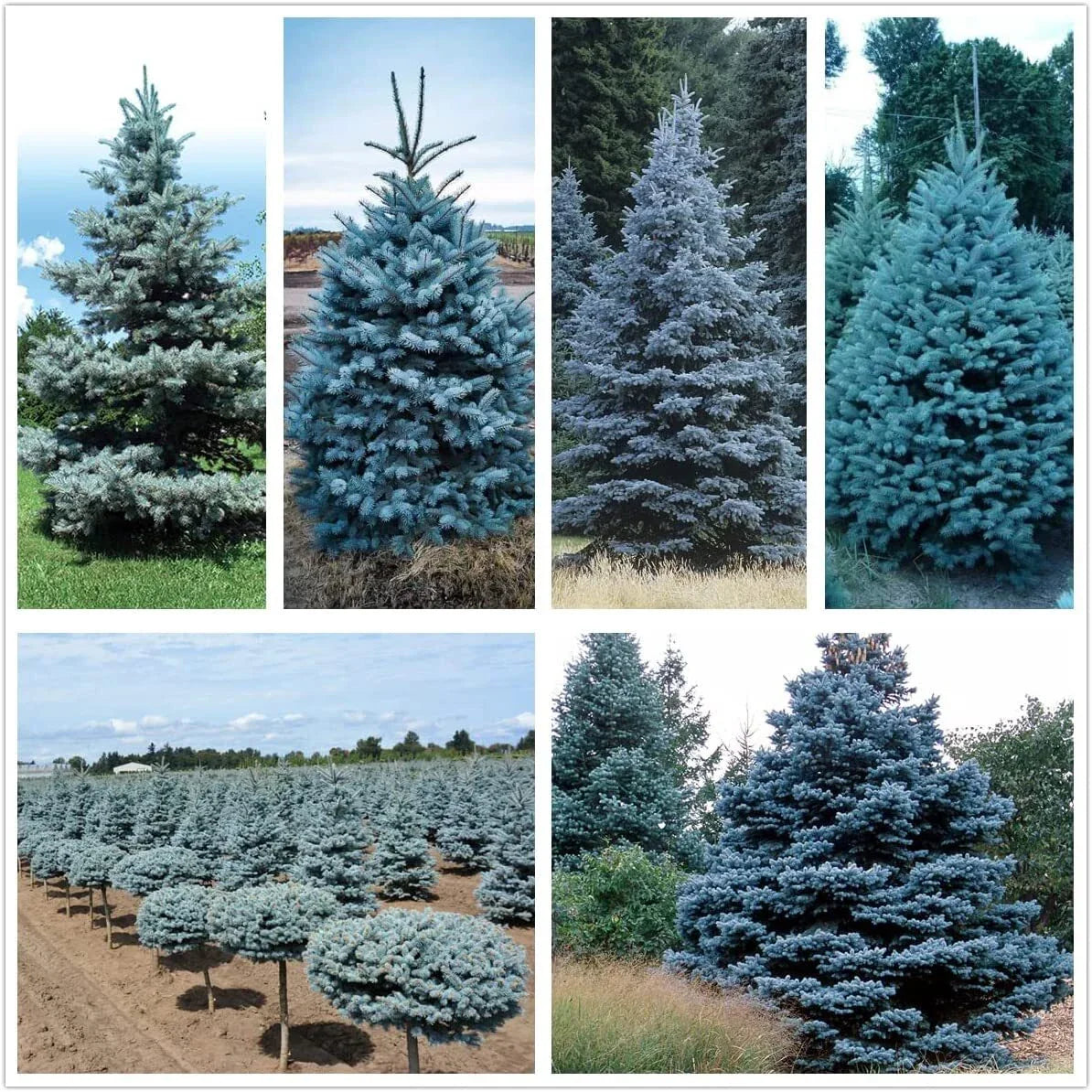 Blue Spruce Seeds | 50 Seeds | Colorado Blue Spruce, Picea pungens, Evergreen Tree Seeds for Planting