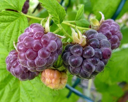 Organic Glencoe Purple Raspberry Plant - Live Rooted Starter - Rubus idaeus - Zones 4-9