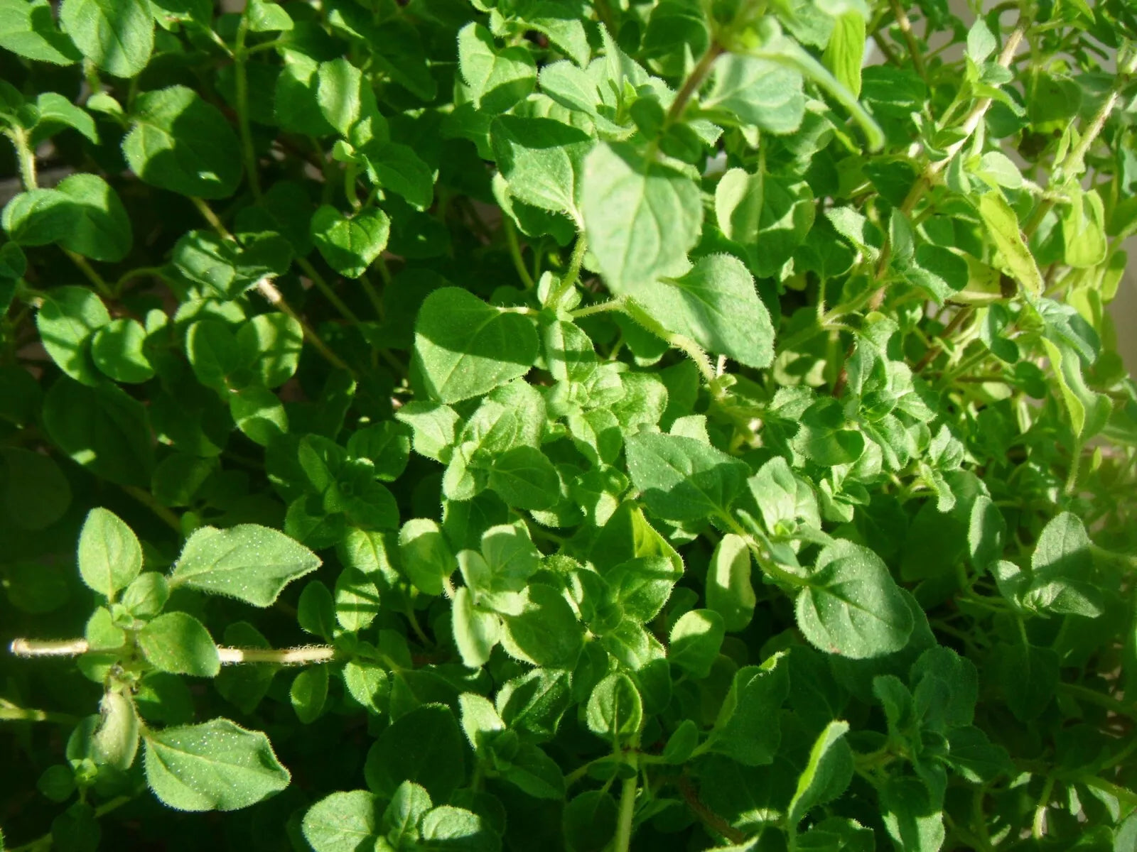 Common Thyme Herb Seeds - 1000 Pack - Thymus vulgaris - Aromatic Culinary Herb Seeds for Gardening