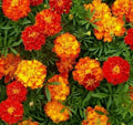 Marigold Seeds 100+ Sparky Mix Flower Garden Annuals Orange Yellow Tagetes erecta Free Shipping