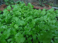Non-GMO Cilantro Coriander Seeds - Herb Seeds for Gardening - Coriandrum sativum