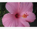Seminole Pink Hibiscus Live Plant 5" Tall - Hibiscus rosa-sinensis - Tropical Starter, Indoor/Outdoor, Bare Root