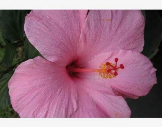 Seminole Pink Hibiscus Live Plant 5" Tall - Hibiscus rosa-sinensis - Tropical Starter, Indoor/Outdoor, Bare Root