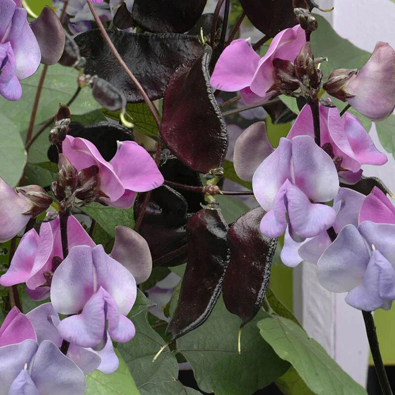Hyacinth Bean Seeds - 5 Pack, Ruby Moon Variety, Lablab purpureus