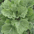 Collard Seeds, NON-GMO, Creole Variety, Georgia Southern, Heirloom, Vegetable Seeds, Organic Gardening