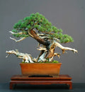 Dwarf Mugo Pine Bonsai Tree Seeds - 30 Pack - Pinus mugo pumilio - Grow Your Own Bonsai Tree