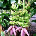 Musa Banana Tree Starter Plant - Small Rooted Double Mahoi Variety - Tropical Indoor/Outdoor Plant