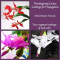 Thanksgiving Cactus Cuttings 2 Ea Red Pink White - Fresh Propagation Cuttings (Schlumbergera)
