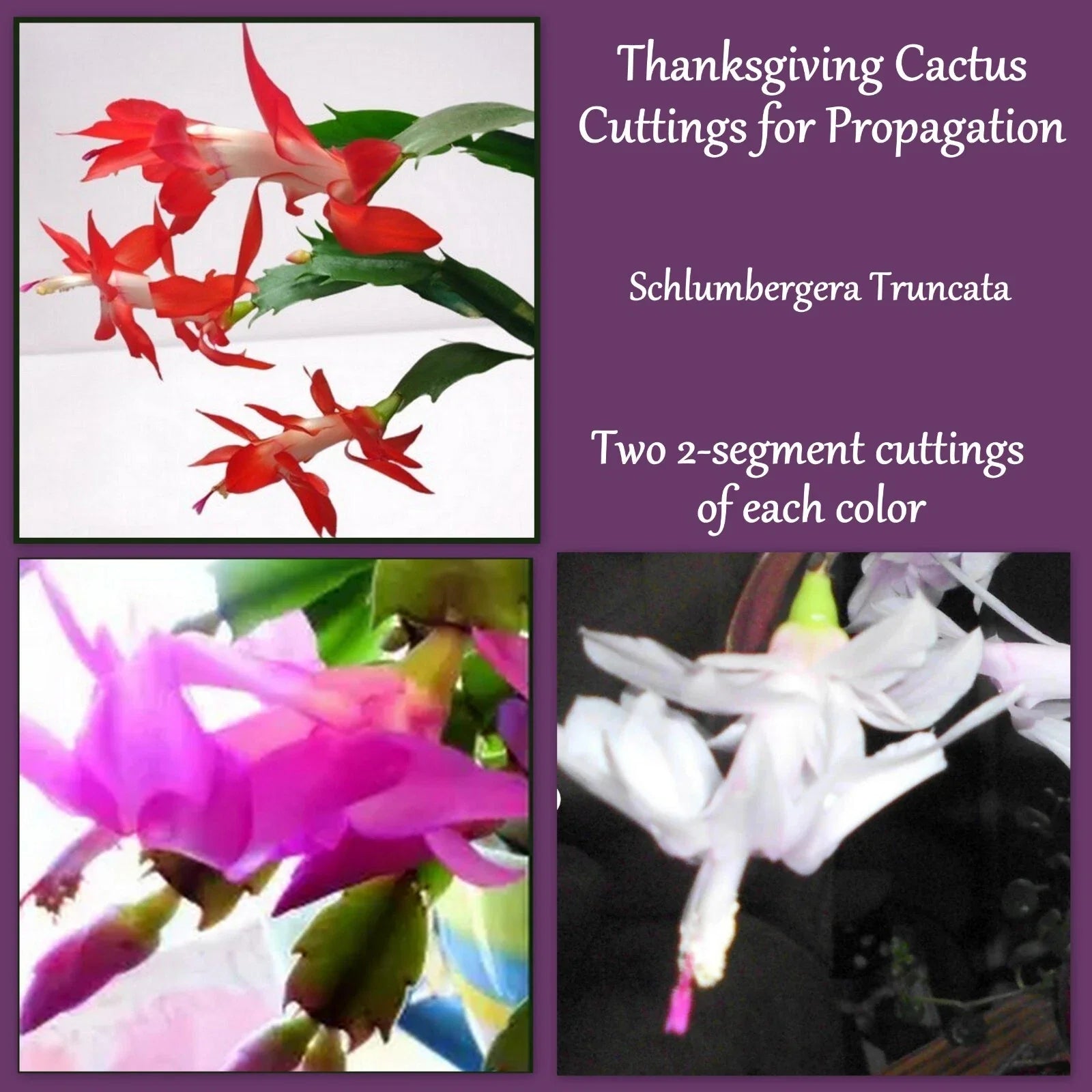 Thanksgiving Cactus Cuttings 2 Ea Red Pink White - Fresh Propagation Cuttings (Schlumbergera)