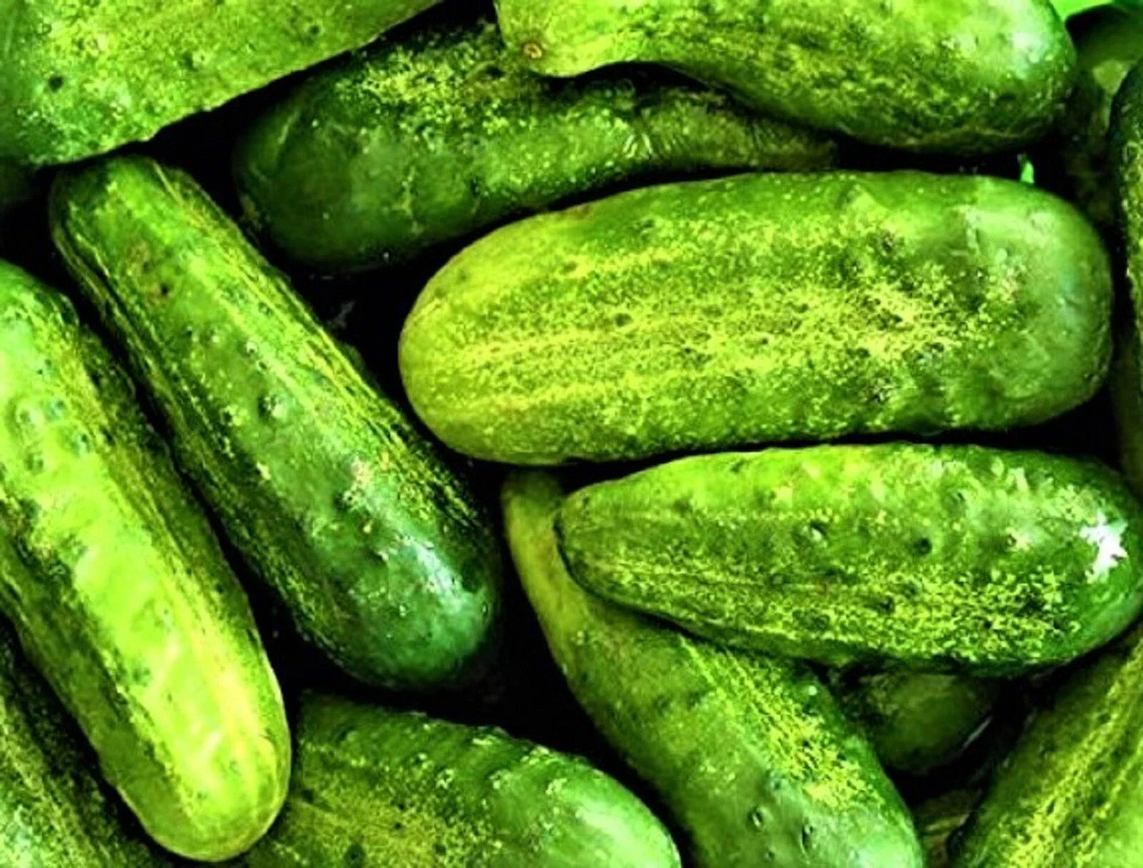 Wisconsin SMR-58 Pickling Cucumber Seeds - 50 Seeds - Heirloom Variety for Home Gardening - Cucumis sativus