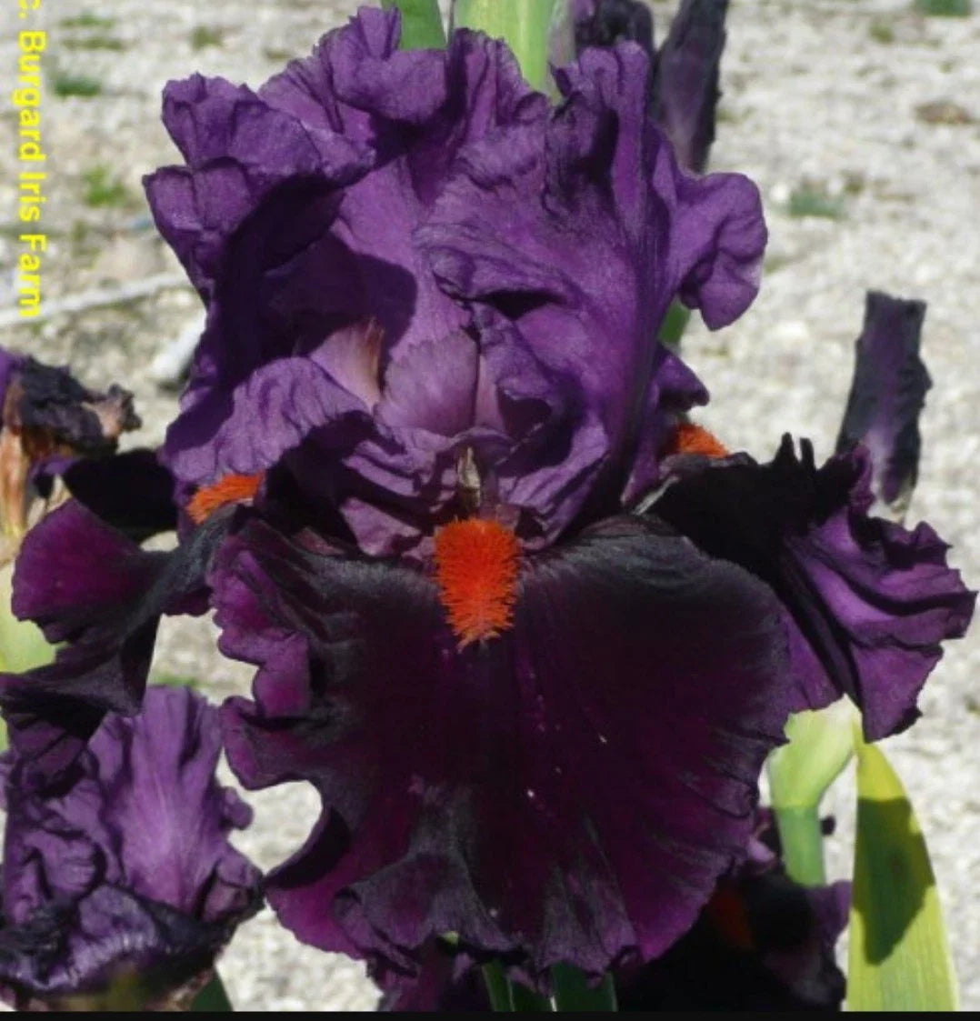 Tall Bearded Iris Rhizome - Sharp Dressed Man - Freshly Dug - Iris germanica