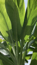 Cordyline fruticosa Cuttings - Green Hawaiian Ti Good Luck Plant - 24 Large Logs