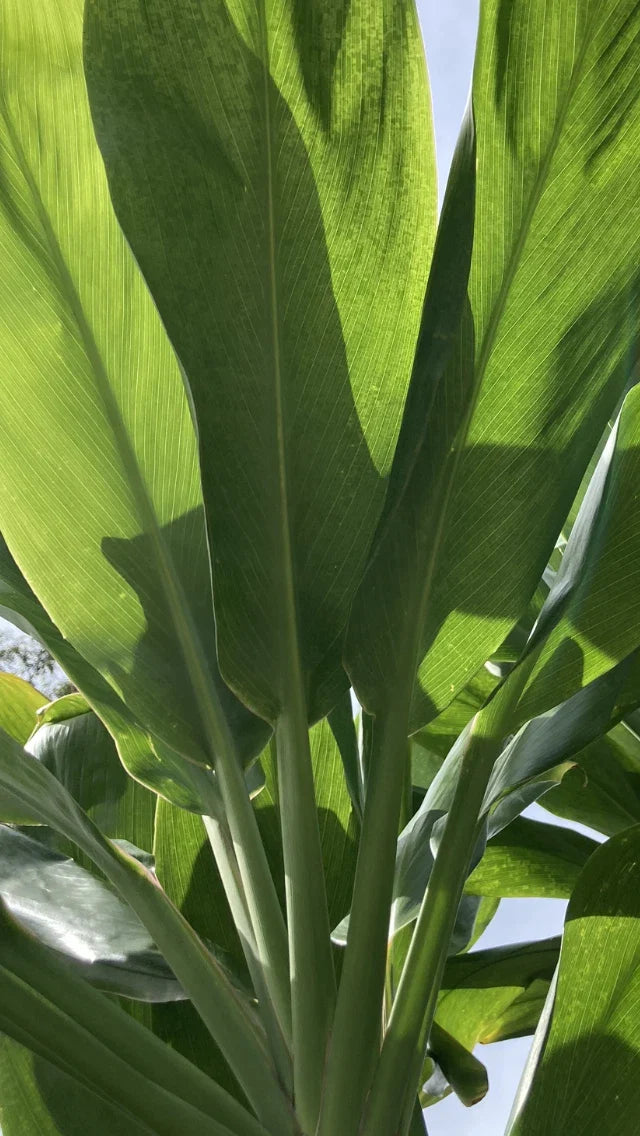 Cordyline fruticosa Cuttings - Green Hawaiian Ti Good Luck Plant - 24 Large Logs